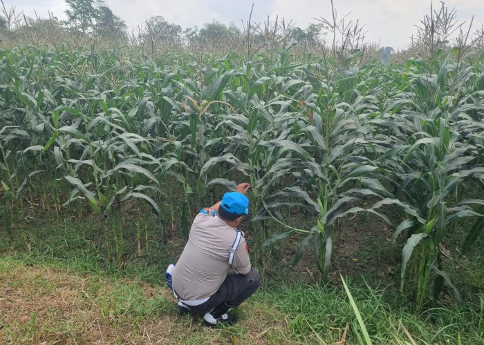 Dukung Swasembada Pangan, Bhabinkamtibmas Polsek Tekung Turun Langsung Mendampingi Petani