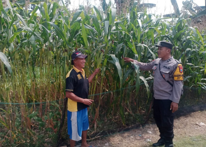 Bhabinkamtibmas Desa Ngale Monitoring Lahan Jagung Warga, Dukung Program Ketahanan Pangan di Ngawi