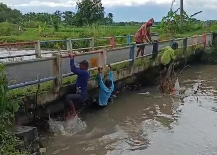 Petani Kesamben Geram, Ratusan Hektare Sawah Kebanjiran, Bersihkan Sungai Avoer Watudakon