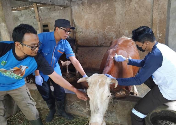 16 Sapi Dilaporkan Mati, DPRD Pasuruan Desak Dinas Peternakan Lebih Serius Tangani PMK