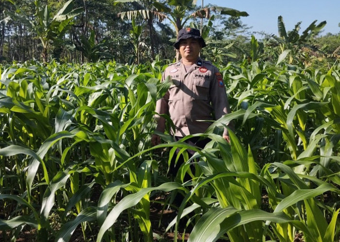 Bhabinkamtibmas Polsek Kedungjajang Dampingi Petani di Lumajang Perkuat Ketahanan Pangan