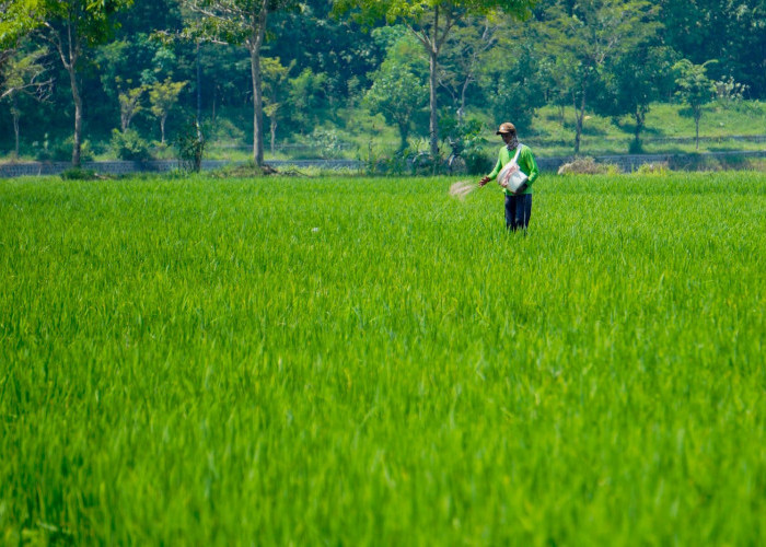Hadapi Ancaman El Nino, DKPP Kota Madiun Siagakan 1.071 Sarana Irigasi Cegah Gagal Panen