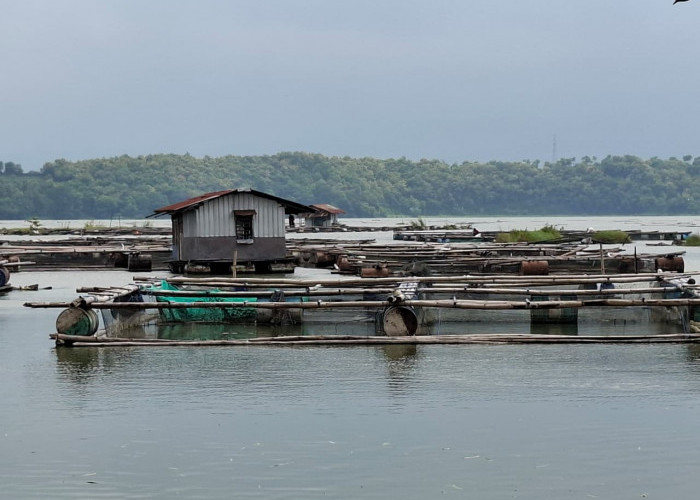 Fenomena Sapon Hantam Danau Ranu, Ribuan Kuintal Ikan Mati Mendadak, Petani Keramba Rugi Besar