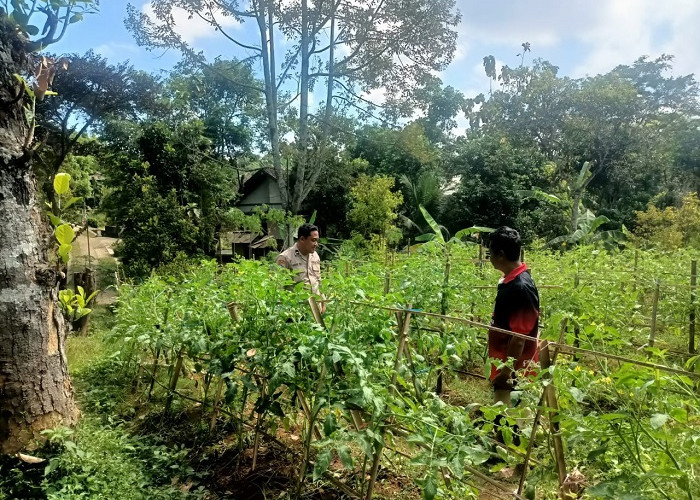 Bhabinkamtibmas Jogorogo Monitoring Tanaman Tomat Warga Dukung Ketahanan Pangan