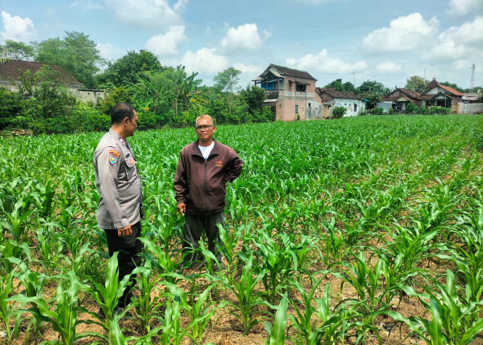 Perkuat Ketahanan Pangan, Bhabinkamtibmas Bandar Kidul Dampingi Petani di Mojoroto