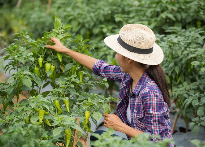Rahasia Racikan Pupuk Organik Cair untuk Tanaman Cabai Cepat Berbuah
