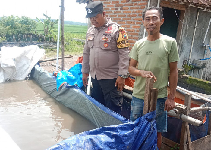 Bhabinkamtibmas Mantingan Monitoring Budidaya Lele, Dukung Ketahanan Pangan Warga