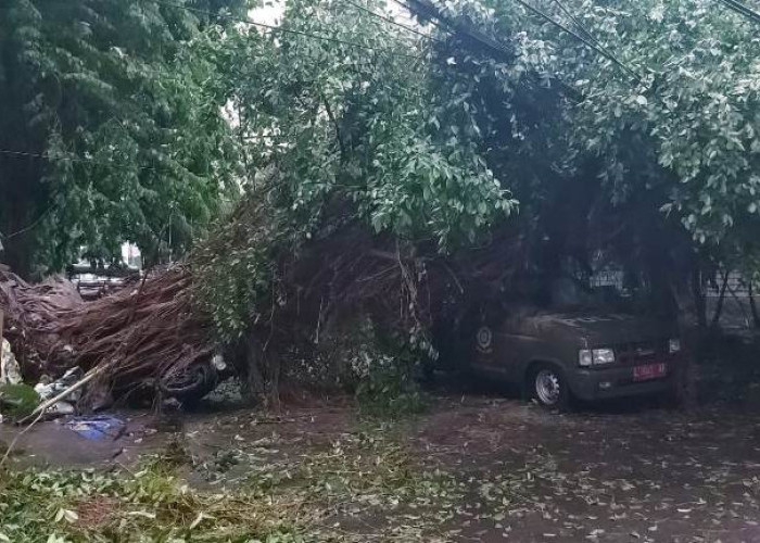 Pohon Beringin Tumbang Timpa Mobil Satpol PP Kecamatan Wonokromo