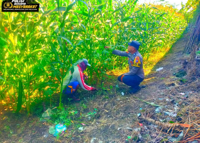 Kawal Ketahanan Pangan Nasional, Anggota Polsek Kunir Turun Langsung Cek Lahan Jagung Petani
