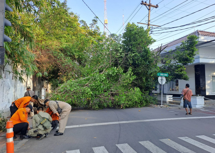 Pohon Waru Tumbang di Jalan Embong Wungu, Akses Jalan Sempat Terputus