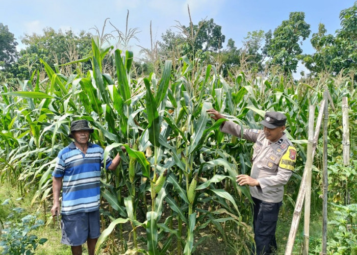 Polres Ngawi Ajak Warga Manfaatkan Pekarangan Produktif, Bhabinkamtibmas Widodaren Monitoring Jagung