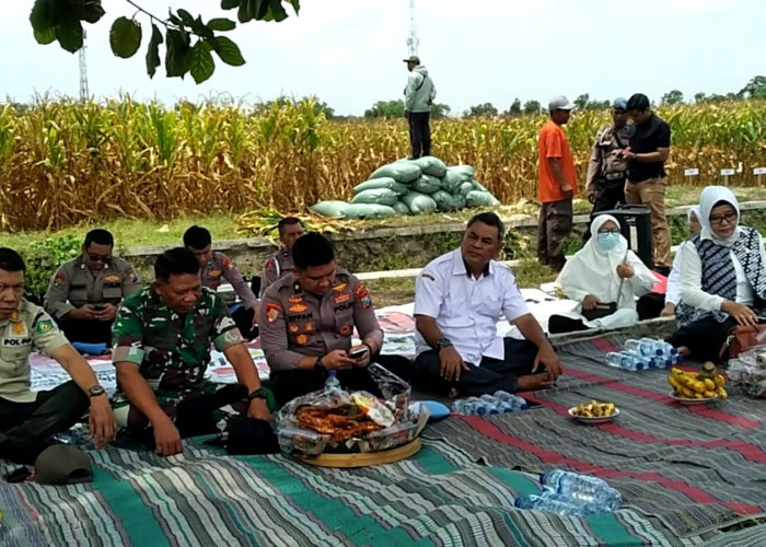 Dukung Swasembada Pangan, Polda Jatim Gelar Panen Raya Jagung 27 Hektare di Desa Kalimati Tarik