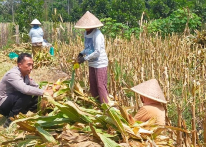 Bhabinkamtibmas Polresta Malang Kota Dampingi Petani Panen Jagung di Cemorokandang