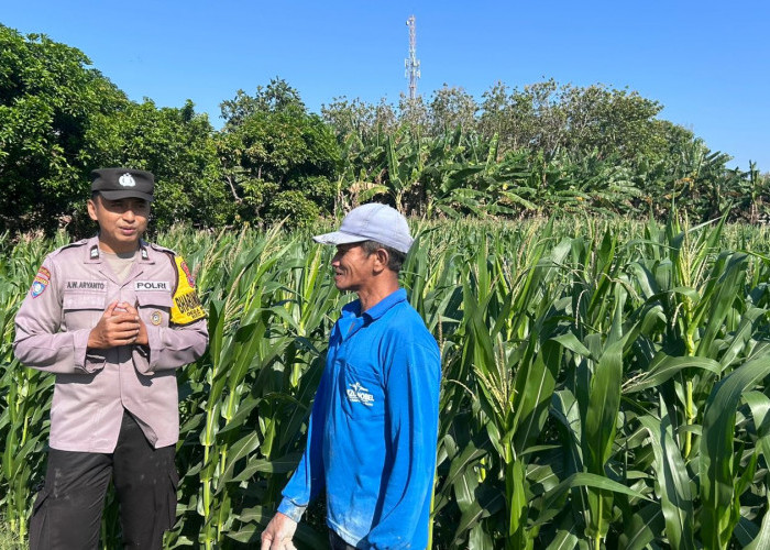 Bhabinkamtibmas Wonoasri Dampingi Petani Jagung, Wujud Nyata Polri Dukung Ketahanan Pangan Nasional