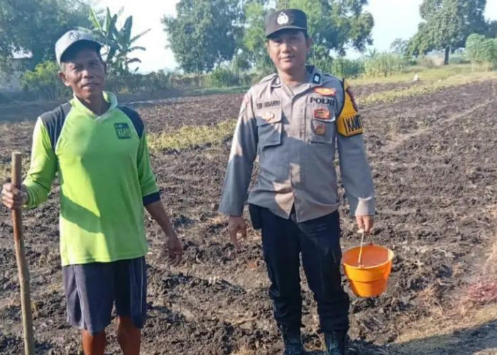 Polsek Kudu Kawal Penanaman Jagung Bantuan Polres, Perkuat Ketahanan Pangan Nasional