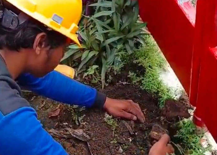 Tulang Hewan Ditemukan saat Perbaikan Saluran Tandon Air di Depan Kantor PDI-P Surabaya: Praktik Mistis!