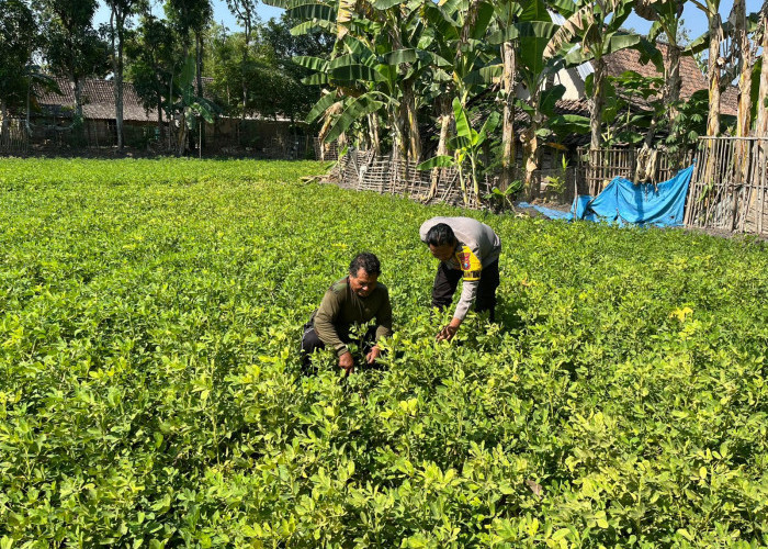 Bhabinkamtibmas Polsek Karangjati Sambang Lahan Warga, Dukung Program Ketahanan Pangan