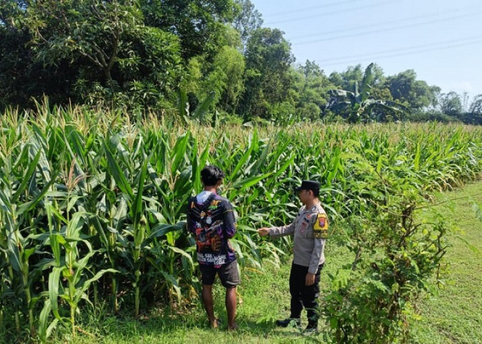 Bhabinkamtibmas Kedunggalar Monitoring Tanaman Jagung Warga Dukung Ketahanan Pangan di Ngawi