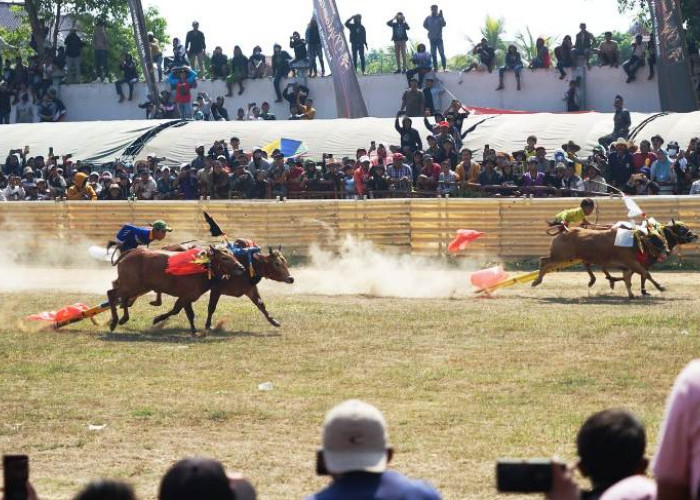 Dibanjiri Ribuan Penonton, Tim Gabungan TNI-Polri Kawal Pengamanan Kerapan Sapi Piala Presiden