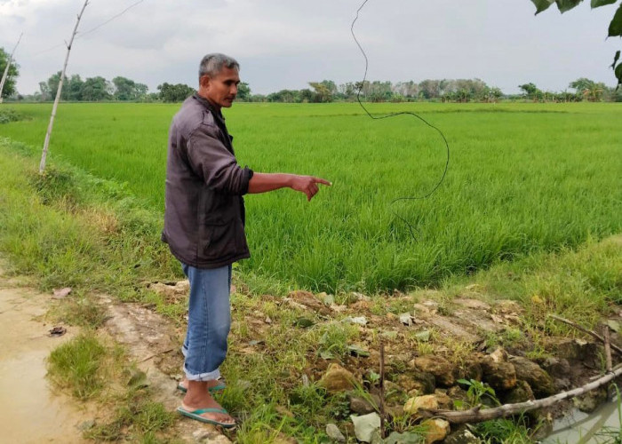 5 Hari 2 Petani Gresik Tewas Tersetrum Jebakan Tikus, Ini Komentar Dinas Pertanian