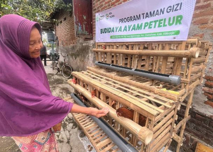  Warga Sidoarjo Budidaya Ayam Petelur untuk Bangun Ketahanan Pangan