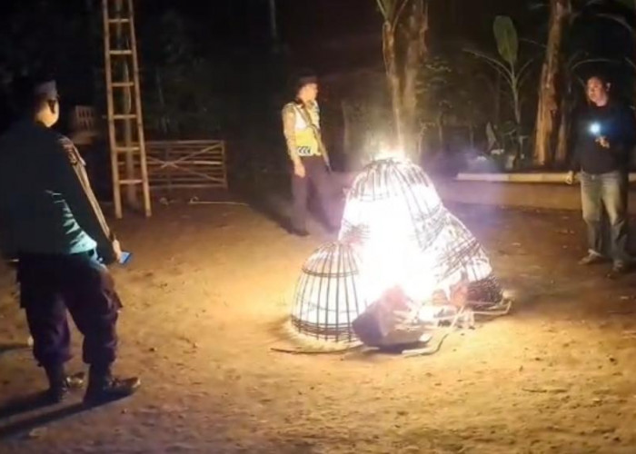 Digerebek Polisi, Arena Sabung Ayam di Kalipare Sepi