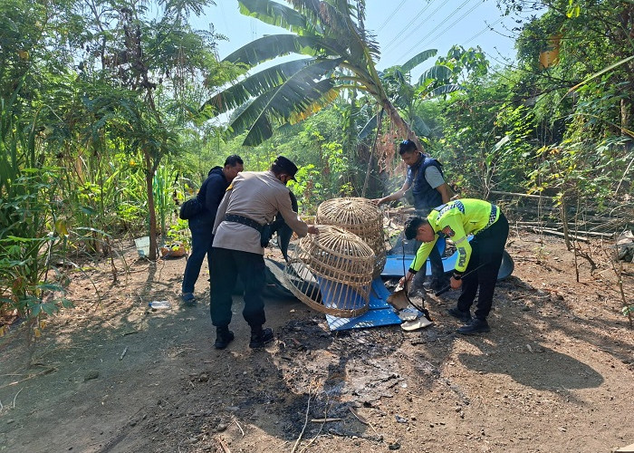 Polsek Waru Bongkar Arena Sabung Ayam di Bungurasih, Tindaklanjuti Informasi Viral