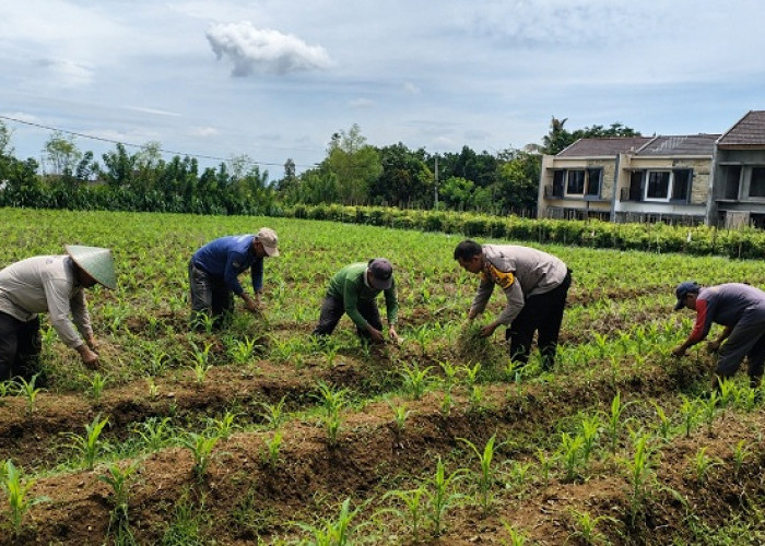 Bhabinkamtibmas Kelurahan Buring Dampingi Petani Jagung Dukung Ketahanan Pangan
