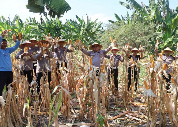 Dukung Asta Cita Presiden, Polres Pelabuhan Tanjung Perak Panen 815 Kg Jagung Pipil di Kenjeran