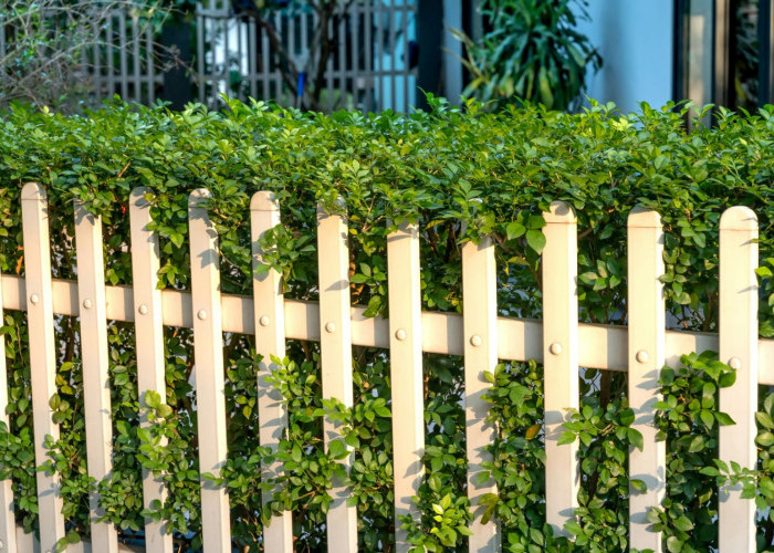 Daftar Tanaman Pagar Hidup yang Cantik, Rindang, dan Mudah Dirawat