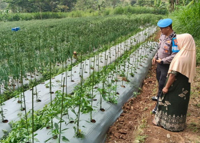 Polsek Nongkojajar Dampingi Petani Bawang di Pasuruan Perkuat Ketahanan Pangan