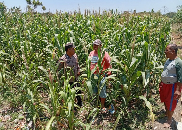 Polsek Sukorejo Dampingi Kelompok Tani Manfaatkan Lahan untuk Tanaman Jagung