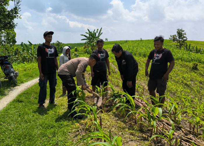 Bikin Produktif Lahan Jagung, Polsek Margomulyo Bareng KTH Gunung Pegat Tanam Ratusan Pohon Non-Tebang