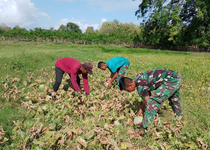 Disela-sela TMMD ke 121, Satgas Bantu Warga Panen Melon