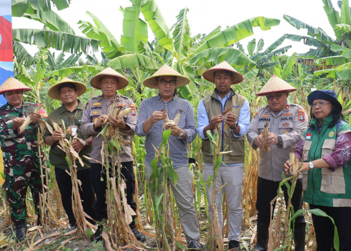 Sinergi Wujudkan Ketahanan Pangan, Polres Pelabuhan Tanjung Perak Panen Raya Jagung Kuartal II Tahun 2026