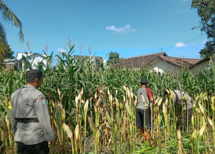 Dukung Program Ketahanan Pangan, Polsek Jatiroto Pantau Pertumbuhan Jagung