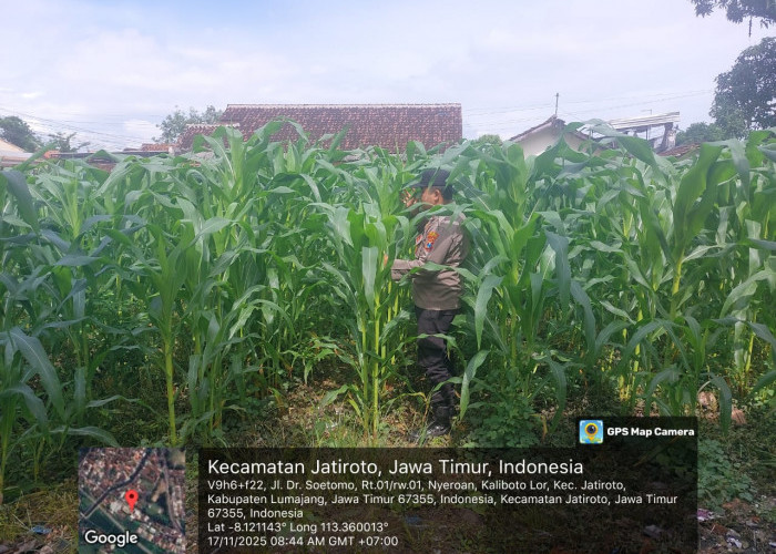 Polsek Jatiroto Gerakkan Ketahanan Pangan Nasional, Tanam Jagung di Lahan Mapolsek