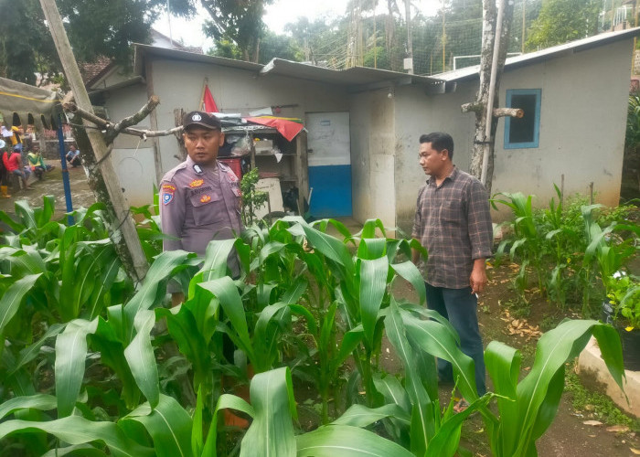 Bhabinkamtibmas Polsek Sine Monitoring Lahan Jagung Warga, Dukung Swasembada Pangan di Ngawi