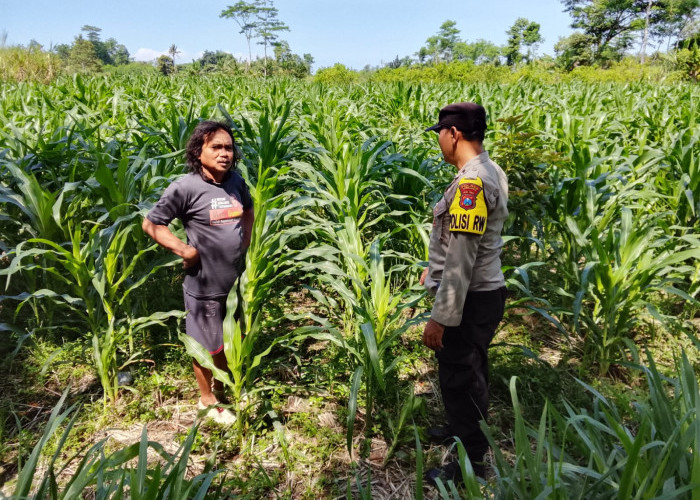 Dukung Ketahanan Pangan Asta Cita, Polsek Yosowilangun Pacu Produktivitas Jagung Desa Wotgalih