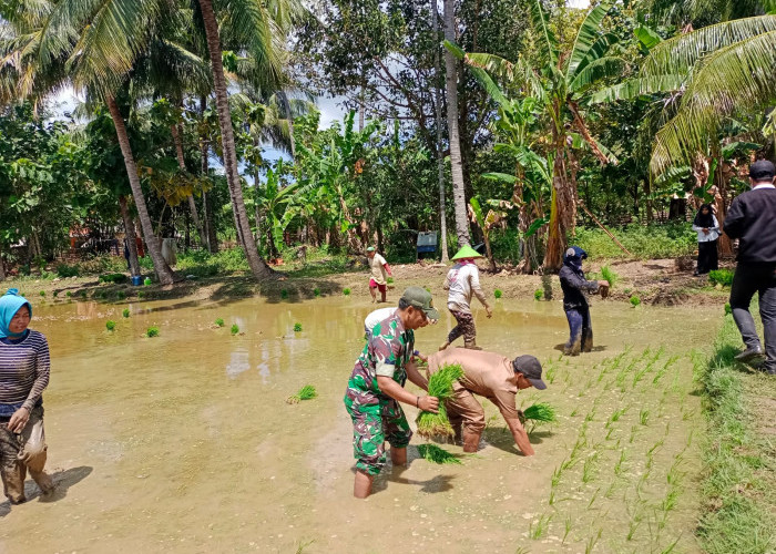 Wujudkan Ketahanan Pangan, Satgas TMMD ke 121 Kodim 0827/Sumenep Bantu Tanam Padi di Kecamatan Kangean