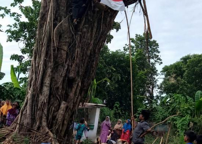 Viral Pohon Beringin Tumbang di Situbondo Kembali Tegak Usai Ranting Dipotong
