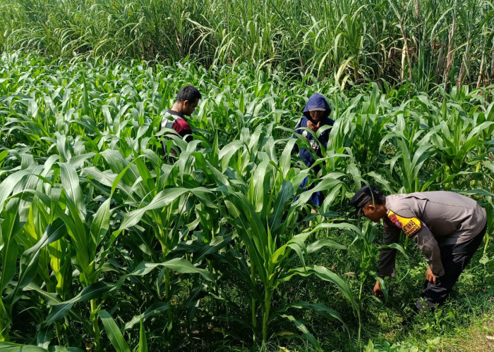 Tingkatkan Program Swasembada Jagung, Polsek Balongbendo Pantau Lahan Jagung di Desa Kedungsukodani