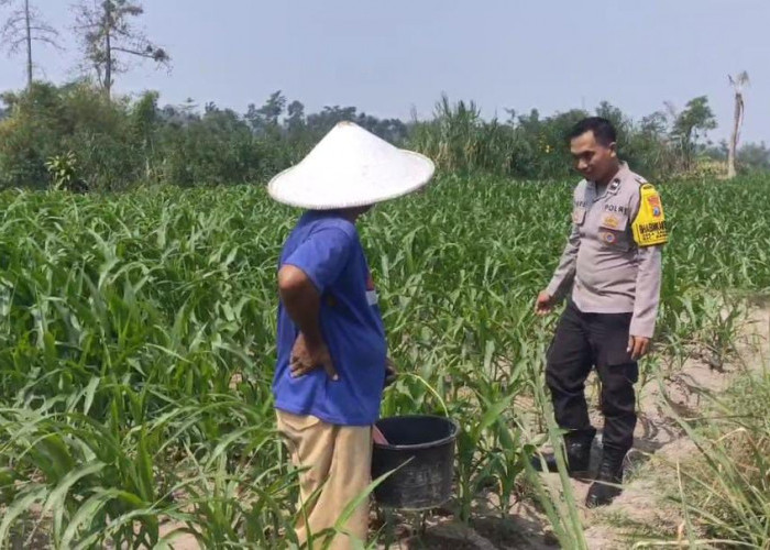 Dukung Ketahanan Pangan, Bhabinkamtibmas Polsek Gandusari Sambang Petani Jagung