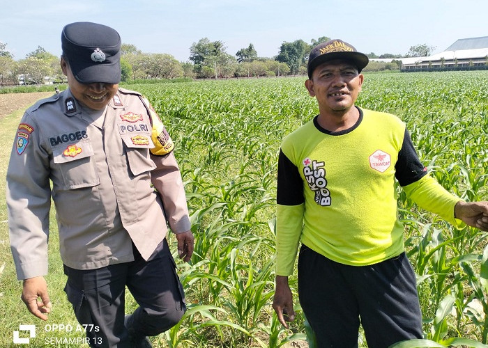 Bhabinkamtibmas Semampir Pantau Tanaman Jagung Muda untuk Dukung Ketahanan Pangan di Kediri Kota