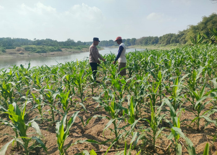 Polsek Bojonegoro Kota Intensif Dampingi Petani Jagung, Dukung Ketahanan Pangan