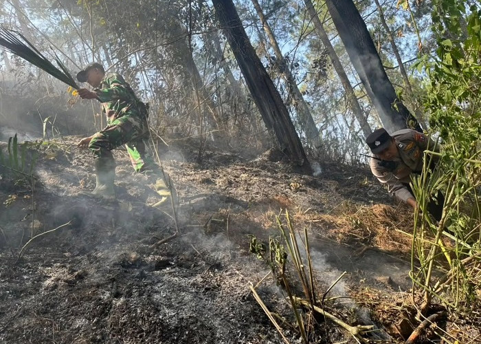 Hutan Gunung Argo Lawe Trenggalek Terbakar, Satu Hektare Lahan Perhutani Hangus