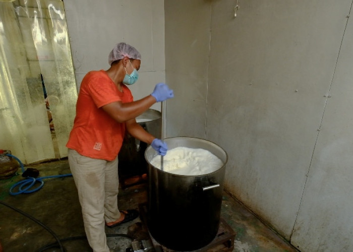 Produksi Susu Sapi Boyolali Naik Empat Kali Lipat, Suplai Capai 2.000 Liter Per Hari