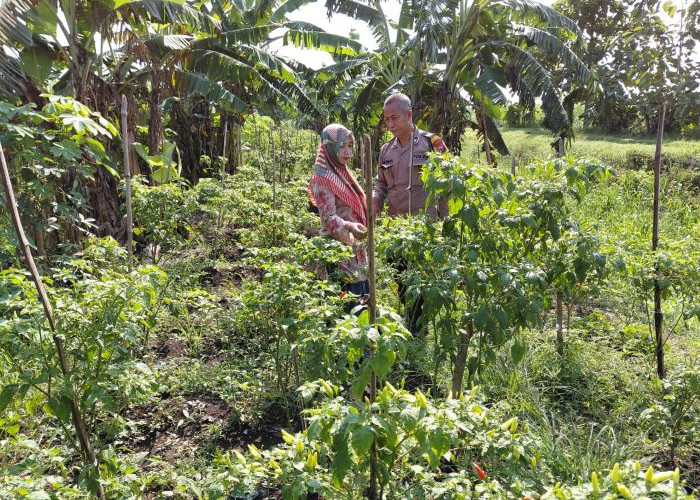 Polsek Tulangan Optimalkan Ketahanan Pangan Polresta Sidoarjo, Kunjungi Perkebunan Cabai Warga Kemantren