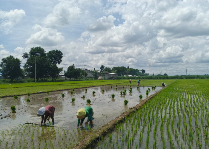 Serapan Pupuk Subsidi Jombang Tembus 60 Persen, ZA Paling Laris Ditebus Petani