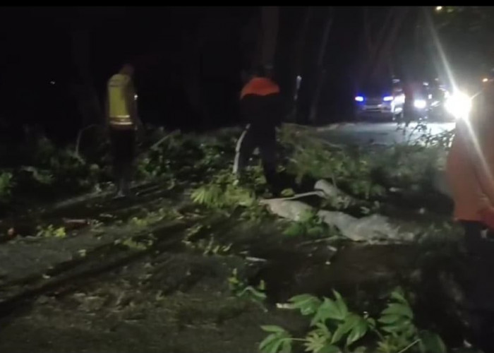Respons Cepat Laporan Warga, Polsek Geneng Bersama BPBD Ngawi Evakuasi Pohon Kepuh Nyaris Roboh